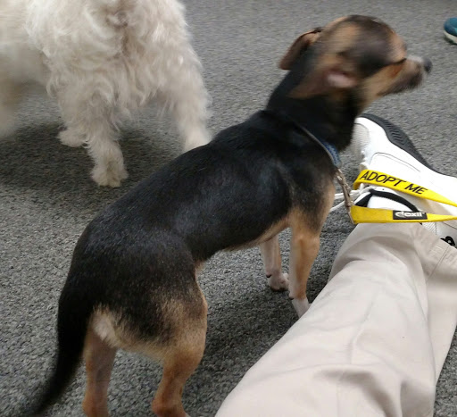 Pet Supply Store «Healthy Pet Center», reviews and photos, 775 New Loudon Rd, Latham, NY 12110, USA