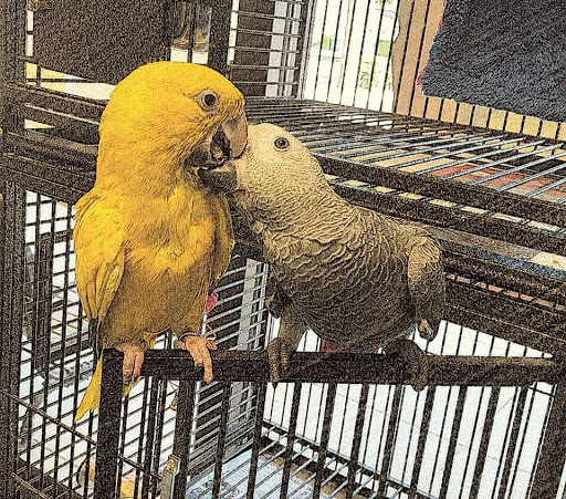 Bird Shop «The Aviary at Cauley Square», reviews and photos, 22400 Old Dixie Hwy, Miami, FL 33170, USA