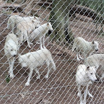 Photo n° 6 de l'avis de Véronique.e fait le 16/08/2022 à 17:05 pour Parc Canadien à Muchedent