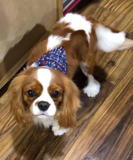 Pet Groomer «Woof Gang Bakery Rockwall», reviews and photos, 832 Steger Towne Rd, Rockwall, TX 75032, USA