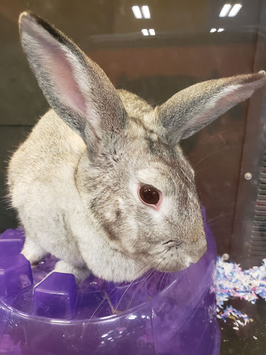 Pet Supply Store «PetSmart», reviews and photos, 1140 W Elliot Rd, Tempe, AZ 85284, USA