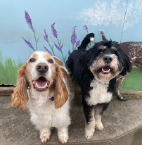 Furkids Dog Daycare - Photo 6 - Car repair in Cincinnati, OH, Cincinnati