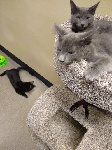 Pet Supply Store «PetSmart», reviews and photos, 16257 N Scottsdale Rd, Scottsdale, AZ 85254, USA