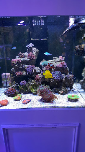 Aquarium «TCCorals Aquarium Service», reviews and photos, 2239 14th Ave, Vero Beach, FL 32960, USA