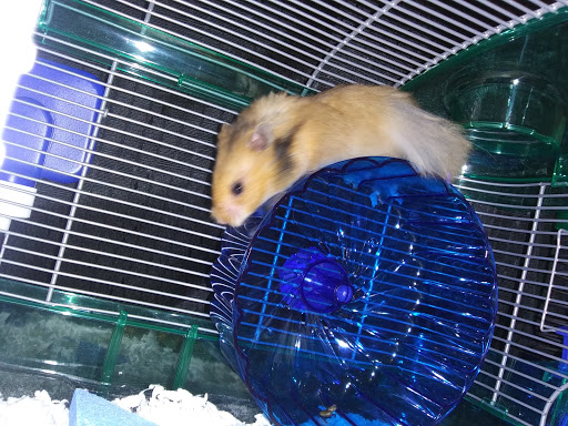 Pet Supply Store «Petco Animal Supplies», reviews and photos, 1320 E Lincoln Way p101, Sparks, NV 89434, USA