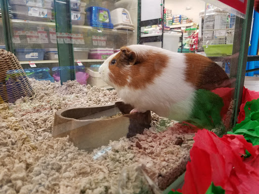 Pet Supply Store «Pet Supplies Plus», reviews and photos, 1960 Jericho Turnpike, East Northport, NY 11731, USA