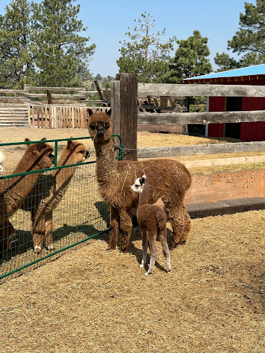 Mule Train Alpaca Ranch