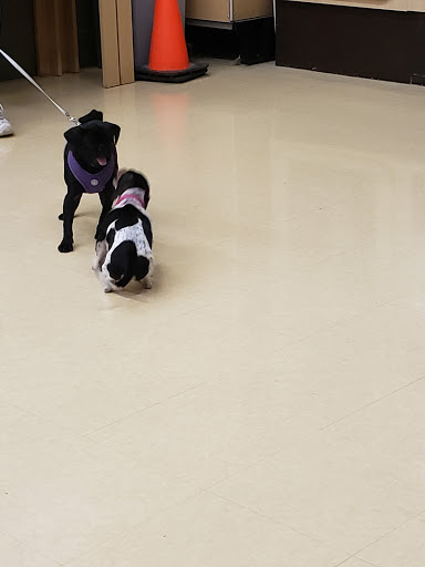 Pet Supply Store «Petco Animal Supplies», reviews and photos, 2435 N Hwy 67, Florissant, MO 63033, USA