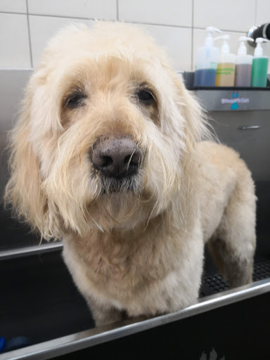 Pet Supply Store «Pet Supplies Plus», reviews and photos, 494 Westgate Dr, Brockton, MA 02301, USA