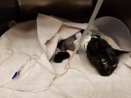 Landen Maineville Animal Hospital image