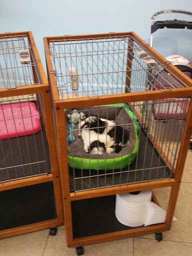 Pet Store «La Bone Pet Spa», reviews and photos, 8739 Stirling Rd, Cooper City, FL 33328, USA