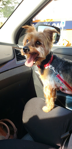 Pet Supply Store «Petco Animal Supplies», reviews and photos, 2005 W 8 Mile Rd, Detroit, MI 48203, USA