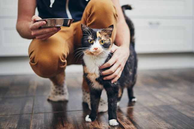 Le Monde du Chat - Schule