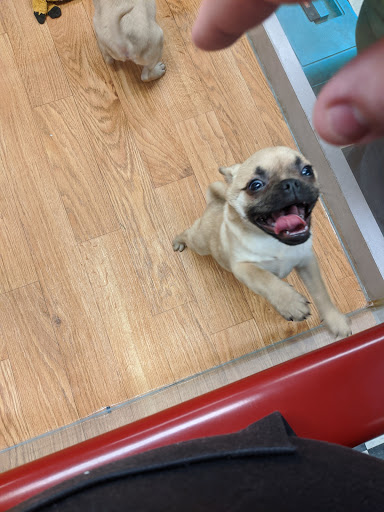 Pet Supply Store «Pet City Pets», reviews and photos, 1254 Ecorse Rd, Ypsilanti, MI 48198, USA