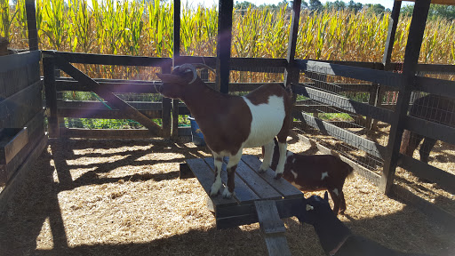 Farm «Buford Corn Maze.», reviews and photos, 4470 Bennett Rd, Buford, GA 30519, USA