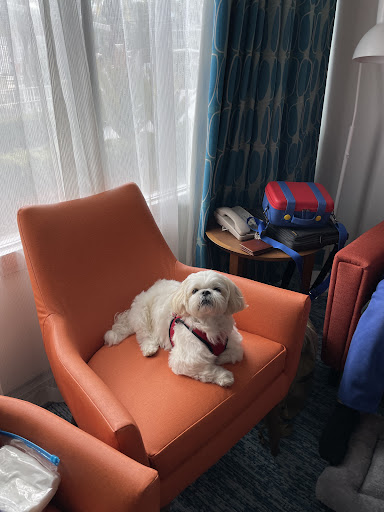 Pet Store «DipidyDawg Gourmet Dog Bakery & Boutique», reviews and photos, 21301 S Tamiami Trail Suite 430, Estero, FL 33928, USA