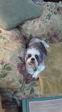 Cindy's Petsitting Services - Photo 6 - Car repair in Port Orange, FL, Deltona