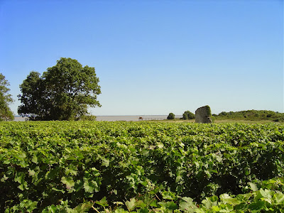 Châteaux Tour Castillon & Moulin de Taffard - Médoc Cru Bourgeois à Saint-Christoly-Médoc