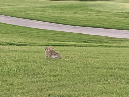 Golf Club «Palmilla Beach Golf Club», reviews and photos, 258 Snapdragon, Port Aransas, TX 78373, USA