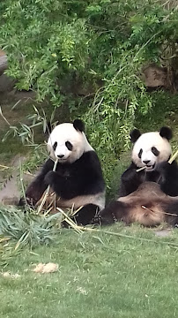 Enclos extérieurs des Pandas géants du Restaurant Le Tropical à Saint-Aignan - n°2