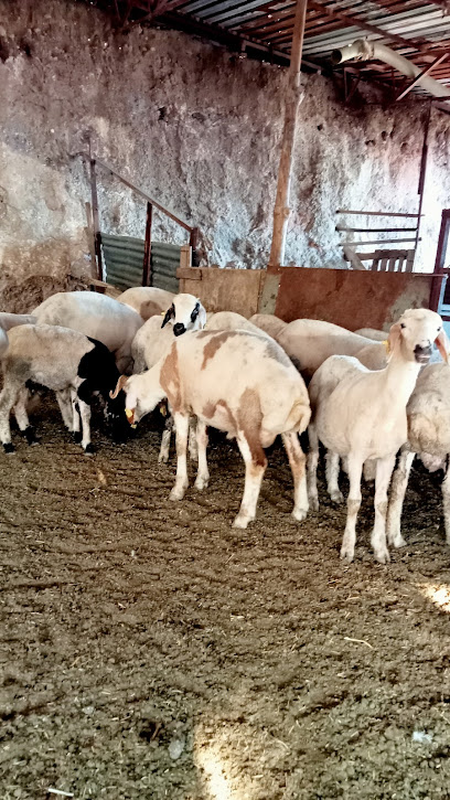 Orhan koyun keçi yetiştiriciliği