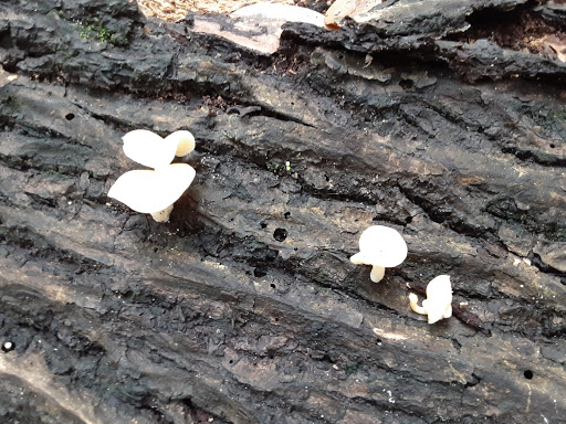 Nature Preserve «Rye Preserve», reviews and photos, 905 Rye Wilderness Trail, Parrish, FL 34219, USA