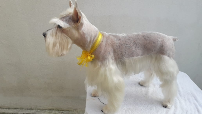 Peluquería Canina Luis Pincay