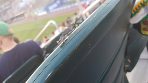 Baseball Club «Harrisburg Senators», reviews and photos, 245 Championship Way, Harrisburg, PA 17101, USA