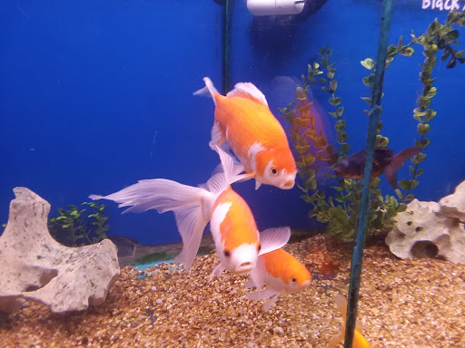 Aquarium «Aquarium World», reviews and photos, 13157 Northwest Fwy, Houston, TX 77040, USA