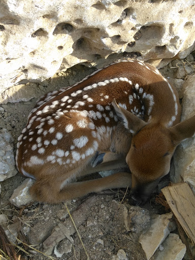 Wedding Venue «Hidden Falls», reviews and photos, 2225 Bridal Veil, Spring Branch, TX 78070, USA