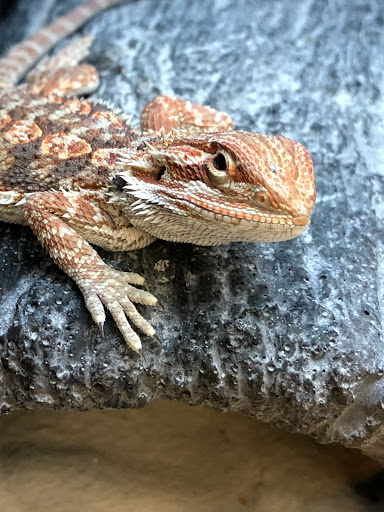 Pet Supply Store «Petco Animal Supplies», reviews and photos, 1815 Newport Blvd b, Costa Mesa, CA 92627, USA