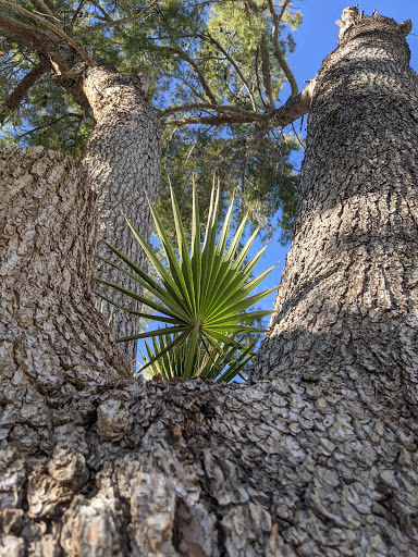 Golf Course «Royal Palms Golf Course», reviews and photos, 1415 E McKellips Rd, Mesa, AZ 85203, USA