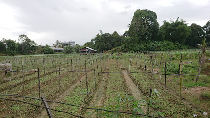 Kebun Sayur Kampung Kandazon