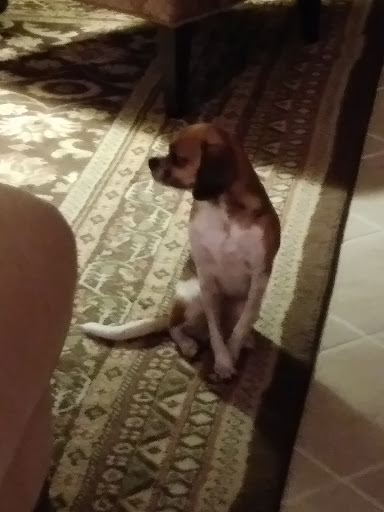 Pet Store «Something Fishy Pets», reviews and photos, 29 Towne Centre Ln, Fox Lake, IL 60020, USA