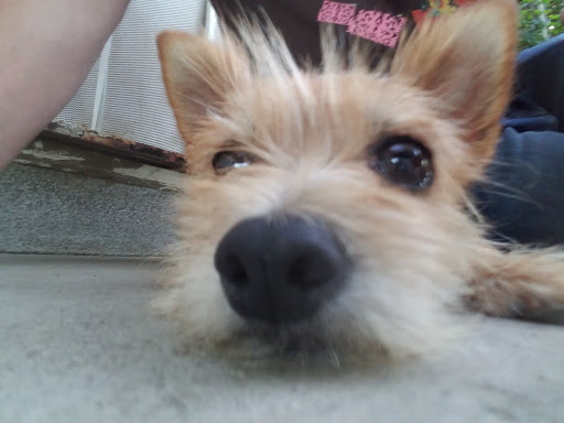 Pet Supply Store «Pet Supplies Plus», reviews and photos, 2840 Countryside Dr, Turlock, CA 95380, USA