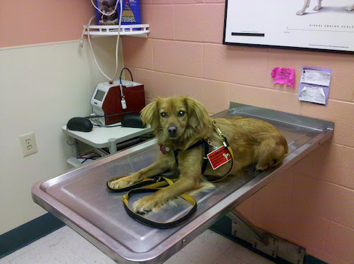 Emergency veterinarian service Greensboro