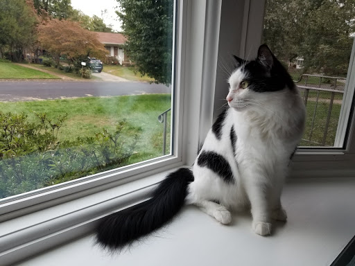 Roofing Contractor «Roofing & More Inc», reviews and photos, 609 Carlisle Dr, Herndon, VA 20170, USA