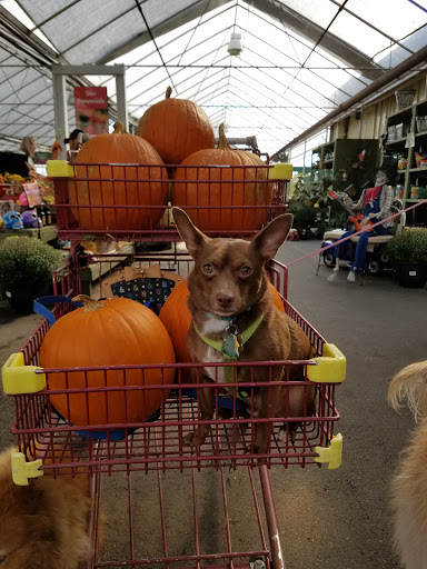 Garden Center «Pike Nurseries», reviews and photos, 615 W Crossville Rd, Roswell, GA 30075, USA