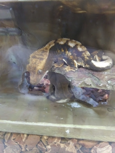 Pet Supply Store «Petco Animal Supplies», reviews and photos, 6720 Fox Centre Pkwy, Gloucester Courthouse, VA 23061, USA