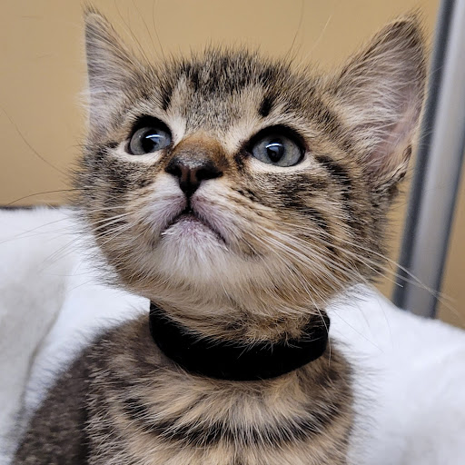 Pet Store «PV Pets», reviews and photos, 233 S Broadway, Pennsville, NJ 08070, USA