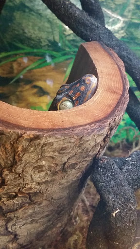 Pet Supply Store «Pet Supplies Plus», reviews and photos, 4405 Milestrip Rd, Blasdell, NY 14219, USA