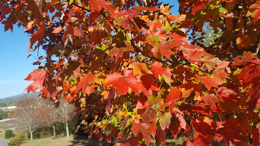 Tourist Attraction «French Broad Overlook», reviews and photos, 3938 Blue Ridge Pkwy, Arden, NC 28704, USA