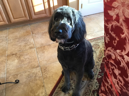 Insurance Agency «Embrace Pet Insurance», reviews and photos