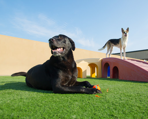 Dog day care center Fresno