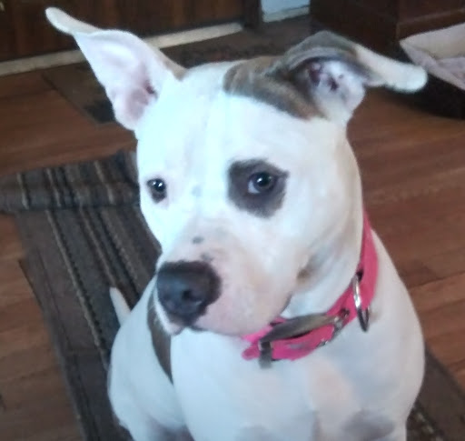 Park «Forney Community Park», reviews and photos, 241 S Farm to Market 548, Forney, TX 75126, USA