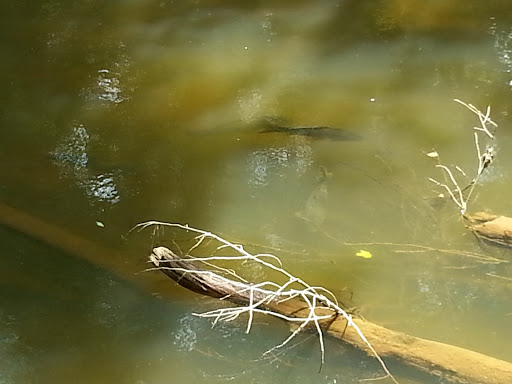 Park «Bull Run Regional Park», reviews and photos, 7700 Bull Run Dr, Centreville, VA 20121, USA