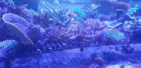 Reef Aquaria