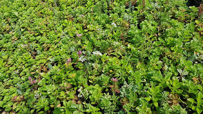 Sedum et Toiture à Bethmale