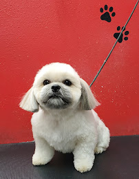 Puppy Boutique - Photo 9 - Car repair in Santa Clarita, CA, Santa Clarita