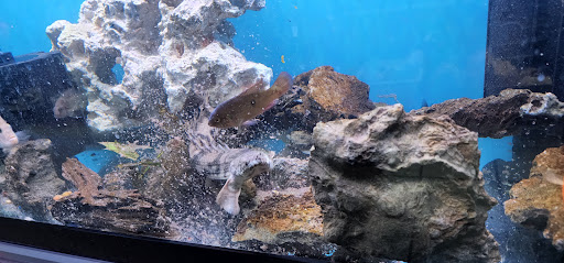 Pet Store «Gaiser Pets», reviews and photos, 714 Plumas St, Yuba City, CA 95991, USA